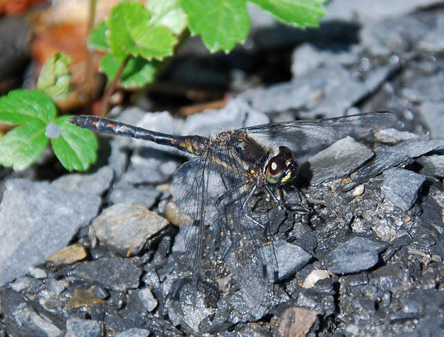 Image of black darter