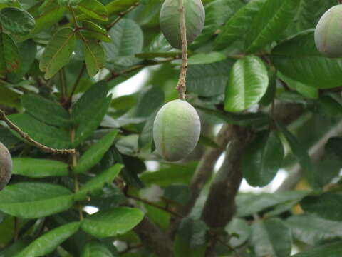 Image de Andira galeottiana Standl.