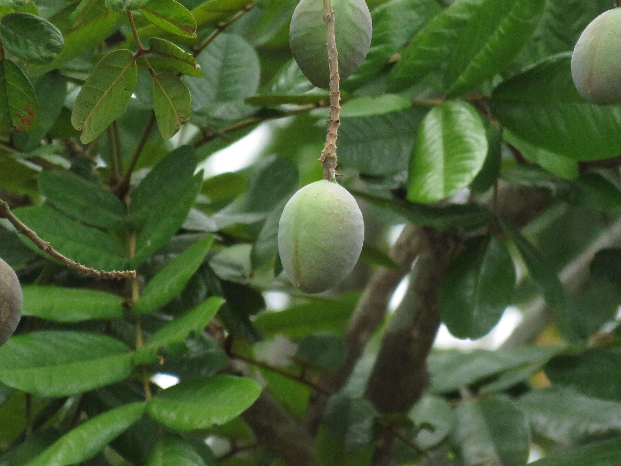 Image of Andira galeottiana Standl.