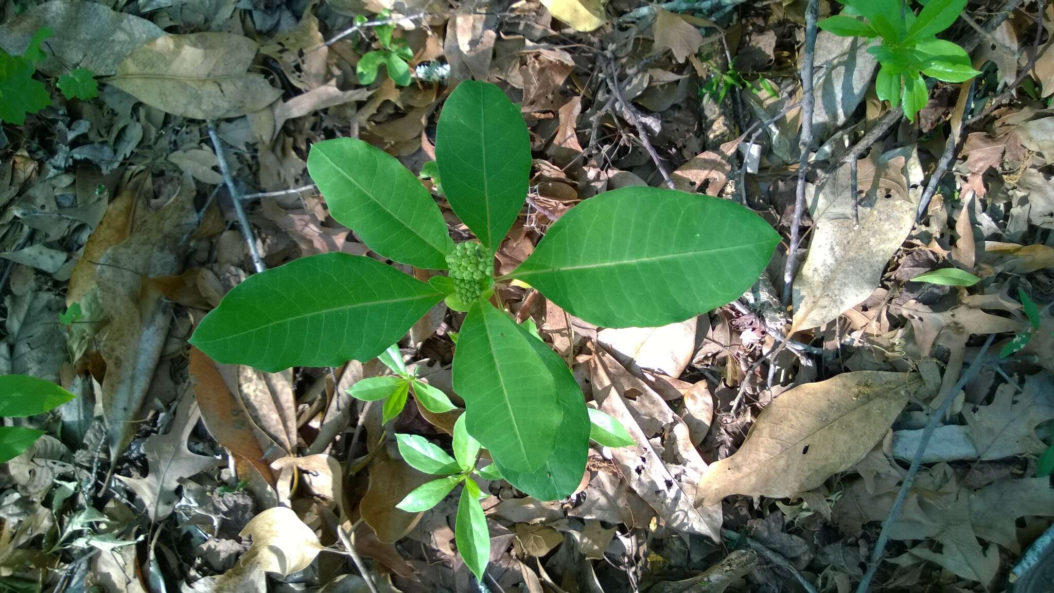 Image of redring milkweed