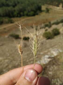 Image of mosquitograss