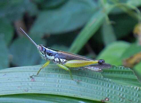 Image of Oxya hyla Serville 1831