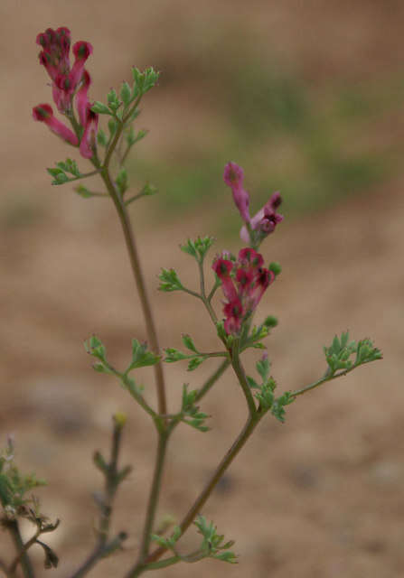 Plancia ëd Fumaria officinalis L.