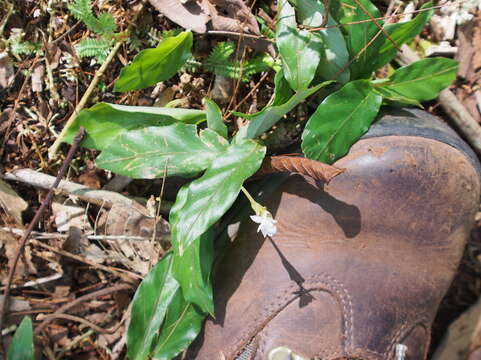 Image of Goeppertia micans (L. Mathieu) Borchs. & S. Suárez