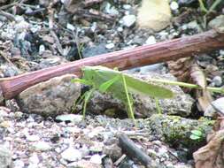 Image of Great green bushcricket