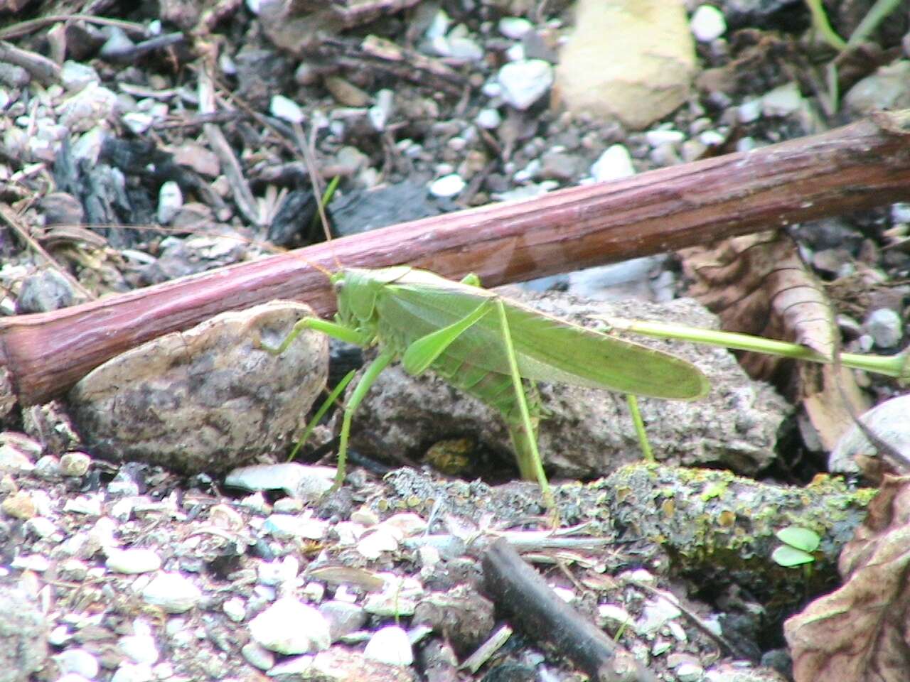 Image of Great green bushcricket