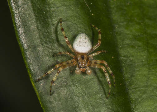 Image of Eriophora nephiloides (O. Pickard-Cambridge 1889)