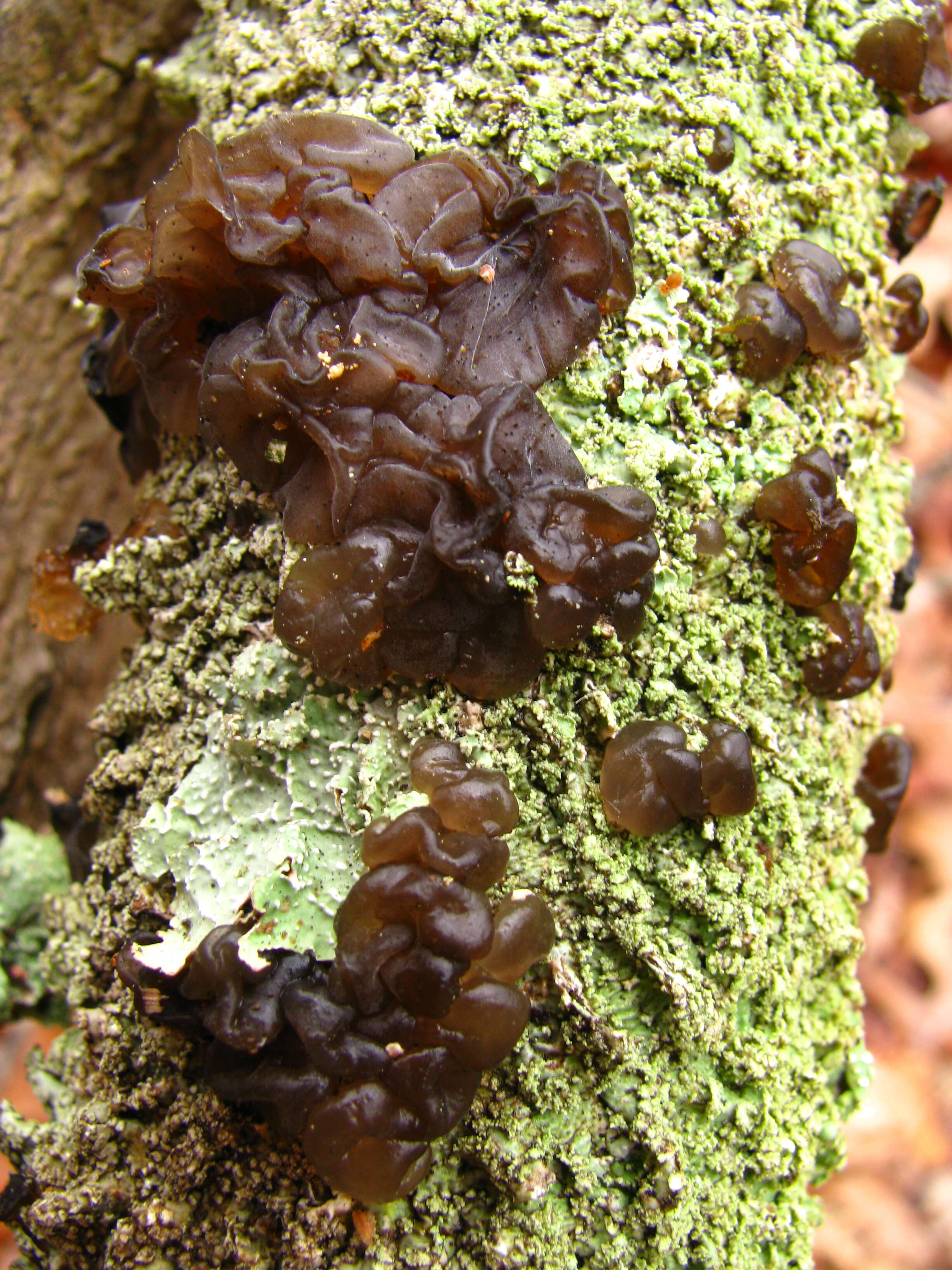 Image of Black Witches' Butter