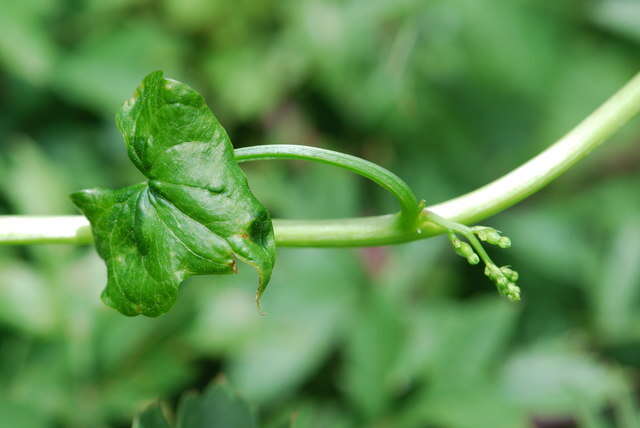 Image of Dioscorea communis (L.) Caddick & Wilkin