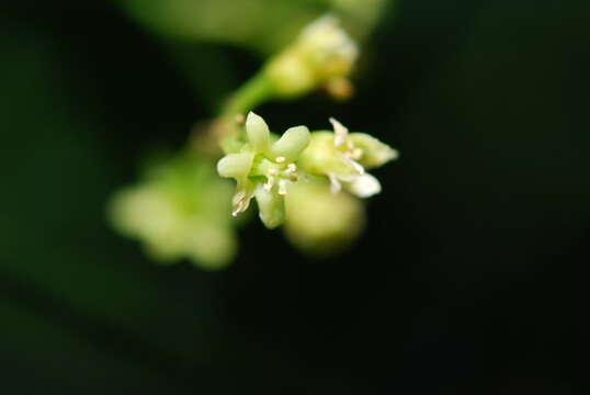 Image of Dioscorea communis (L.) Caddick & Wilkin