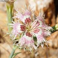 Image of Dianthus libanotis Labill.