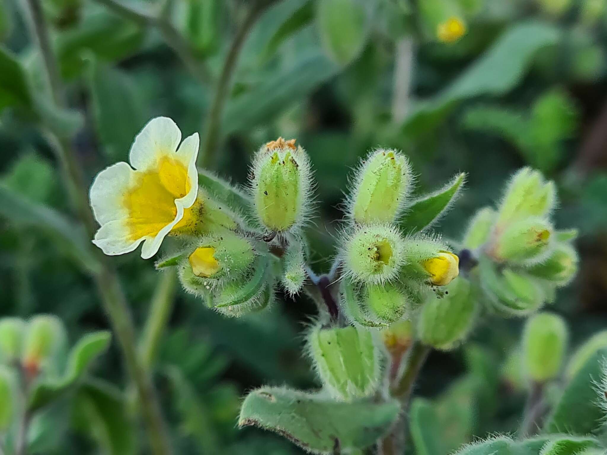 صورة Nonea alpestris (Stev.) G. Don fil.