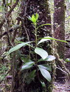 Image of Winter's bark