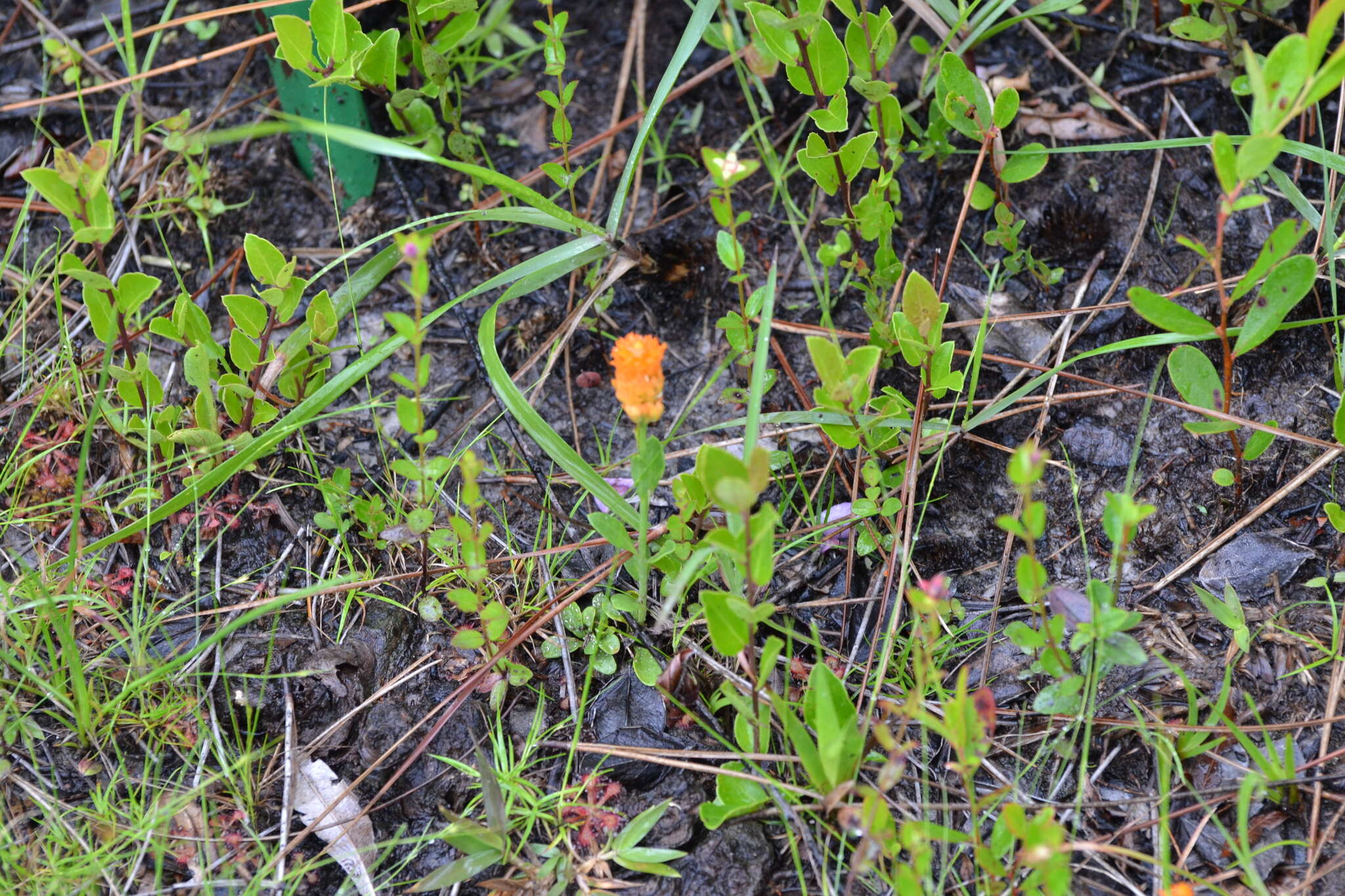 Sivun Polygala lutea L. kuva