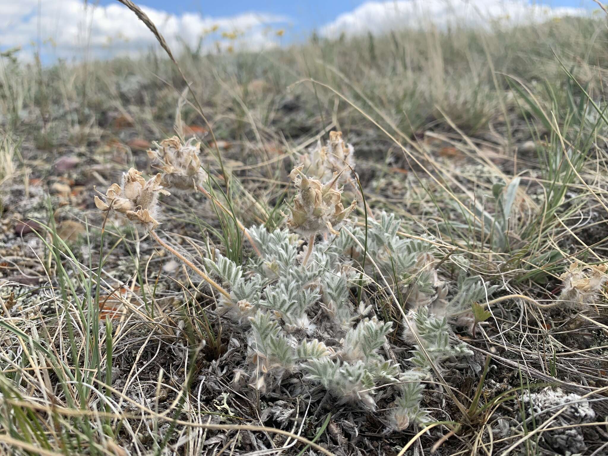 Image of haresfoot locoweed