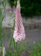 Imagem de Celosia argentea L.