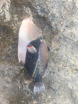 Image of Reef triggerfish