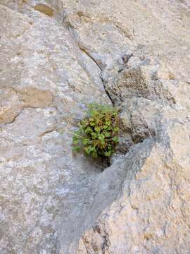 Image of Saxifraga irrigua Bieb.