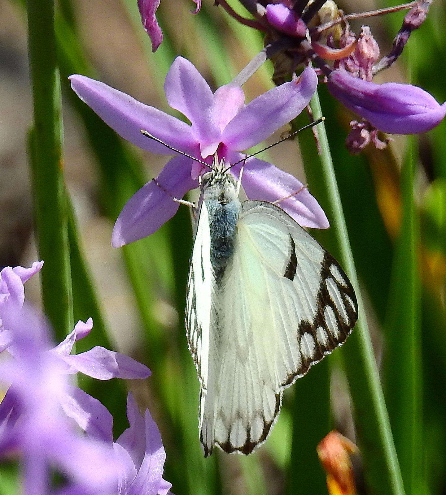 Tulbaghia violacea subsp. violacea resmi