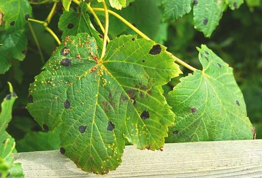 Image of European tar spot