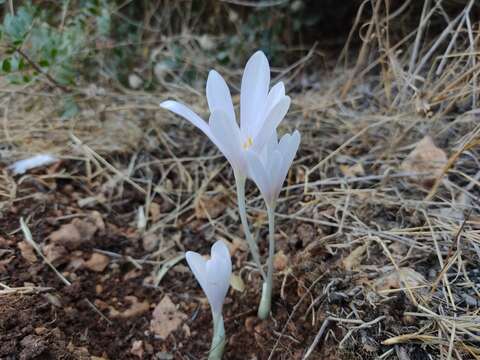 Image of Colchicum hierosolymitanum Feinbrun