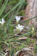 Plancia ëd Cerastium arvense subsp. arvense