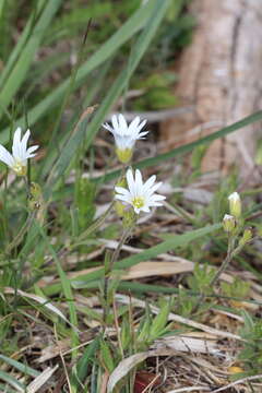 Plancia ëd Cerastium arvense subsp. arvense