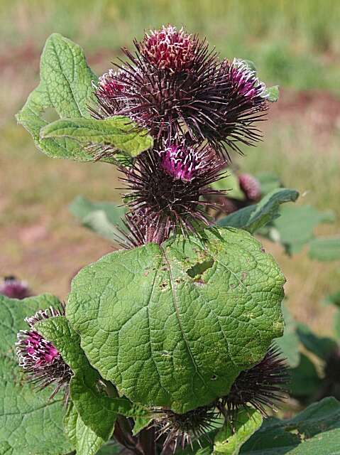 Image of common burdock