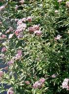 Image of Hemp-agrimony