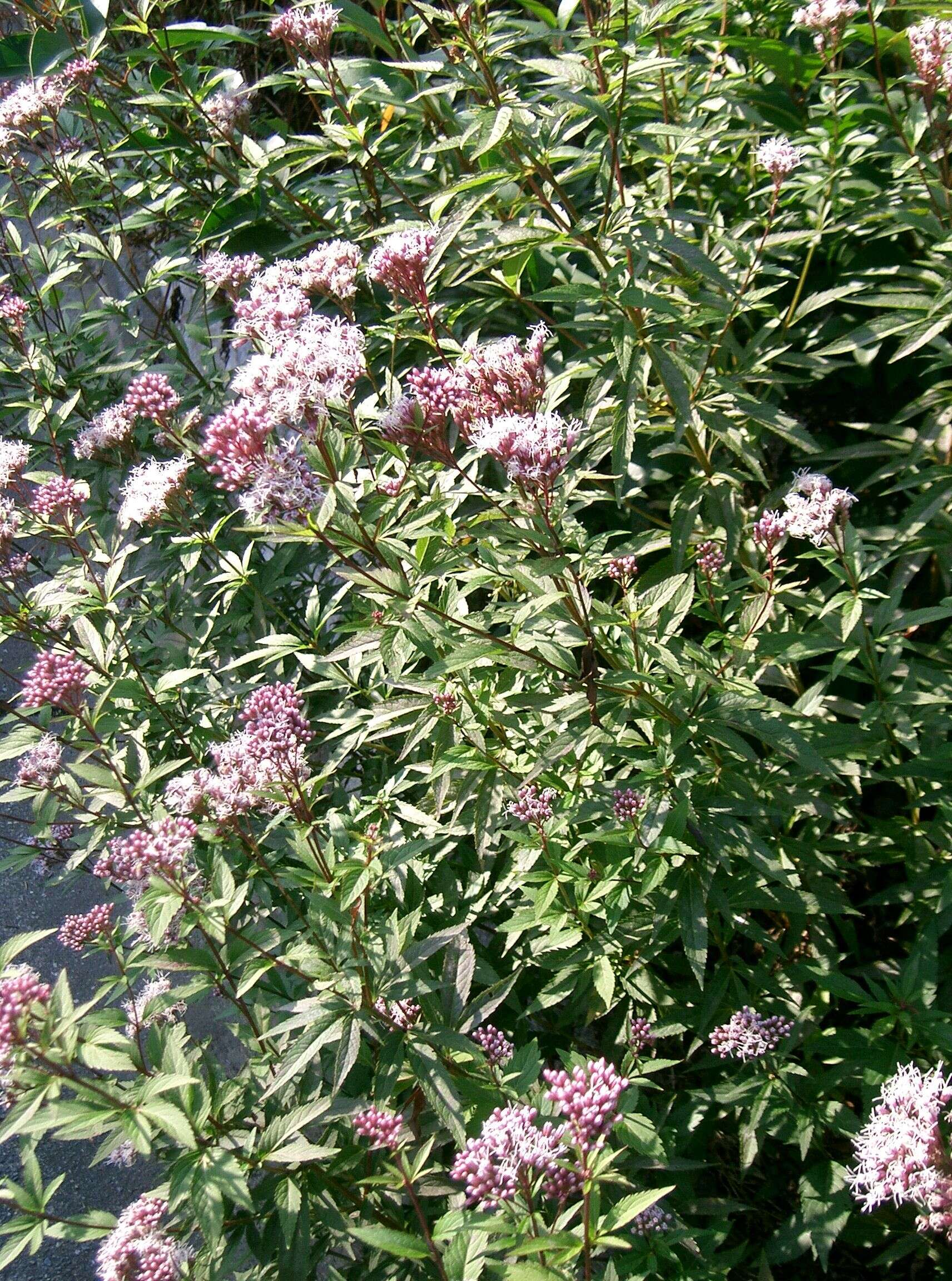 Image of Hemp-agrimony