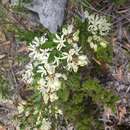 Imagem de Lomatia polymorpha R. Br.