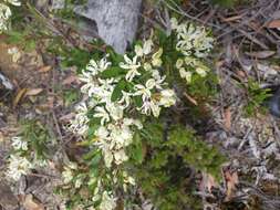 Image of Lomatia polymorpha R. Br.