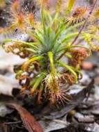 Image de Drosera scorpioides Planch.