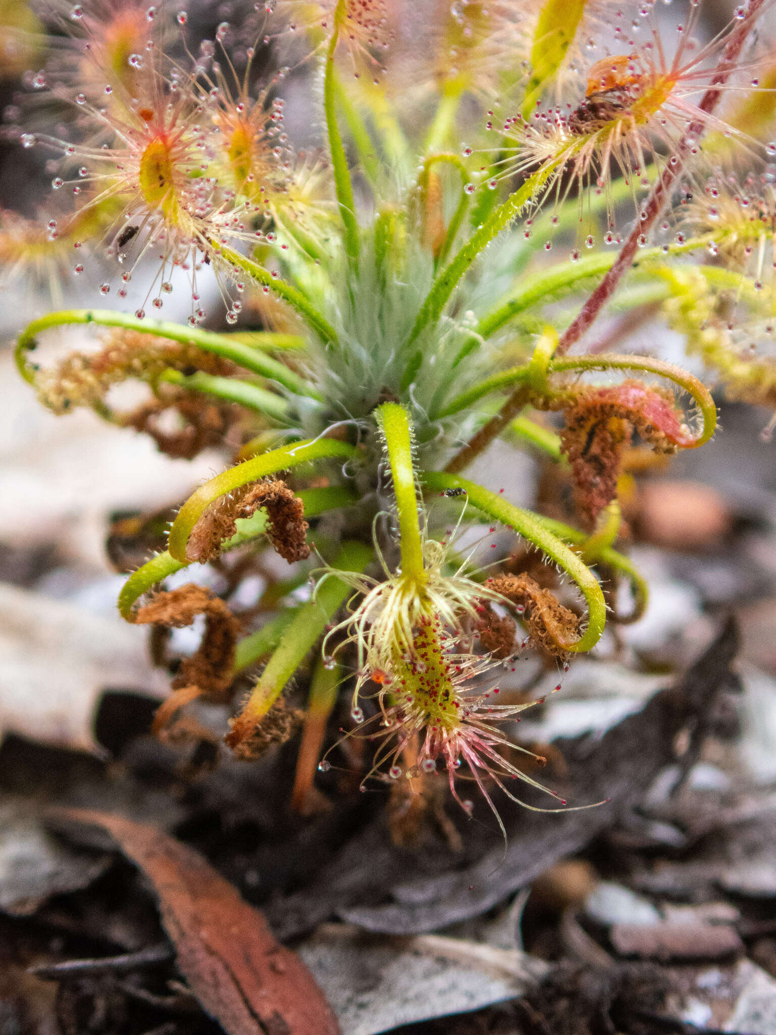 Image de Drosera scorpioides Planch.