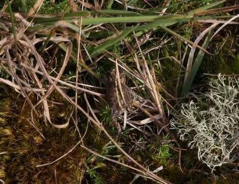 Image of Natterjack toad