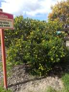 Image of Mediterranean broom