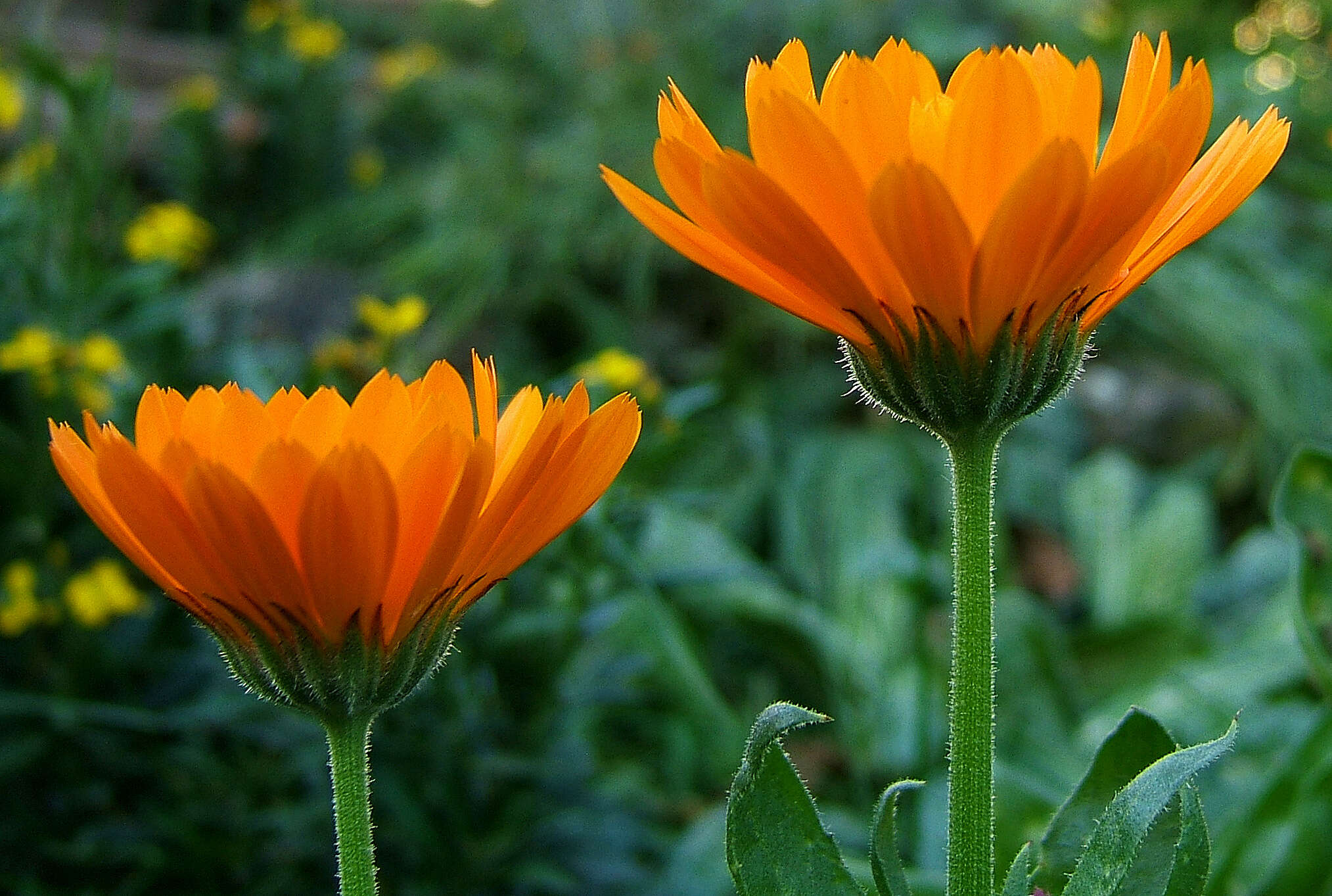 Image of pot marigold