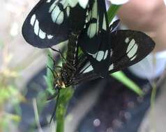 Image of Police Car Moth