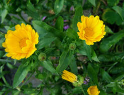 Image of pot marigold