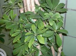 Image of Dwarf Umbrella Tree