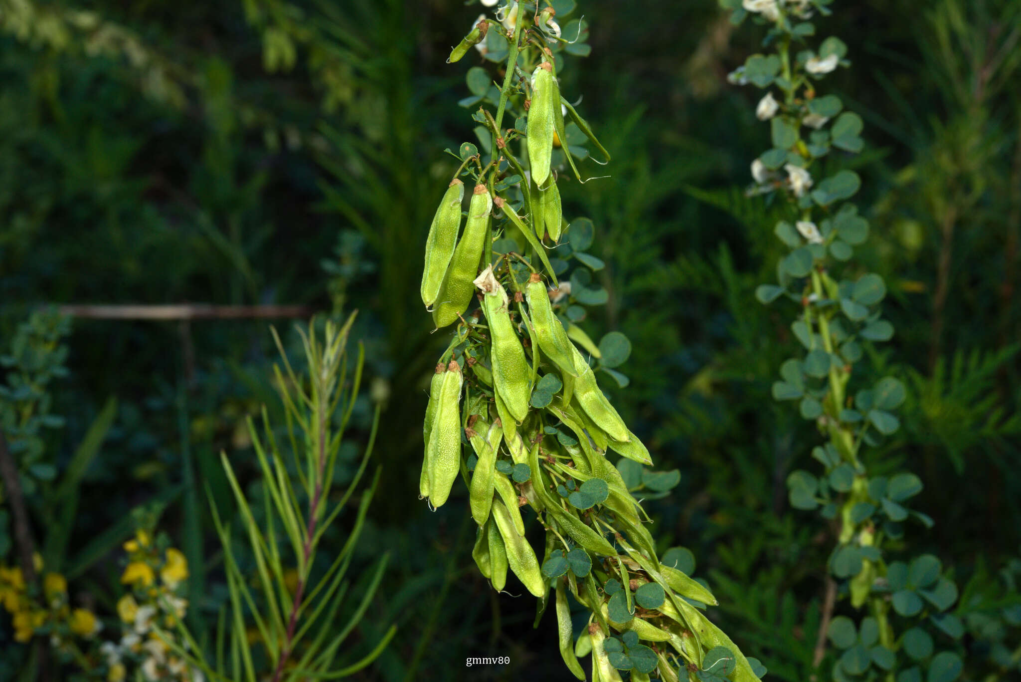 Image of Poiretia tetraphylla (Poir.) Burkart