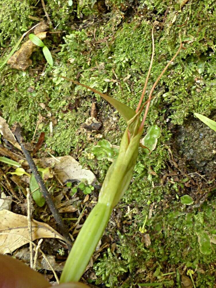 Image of Tutukiwi