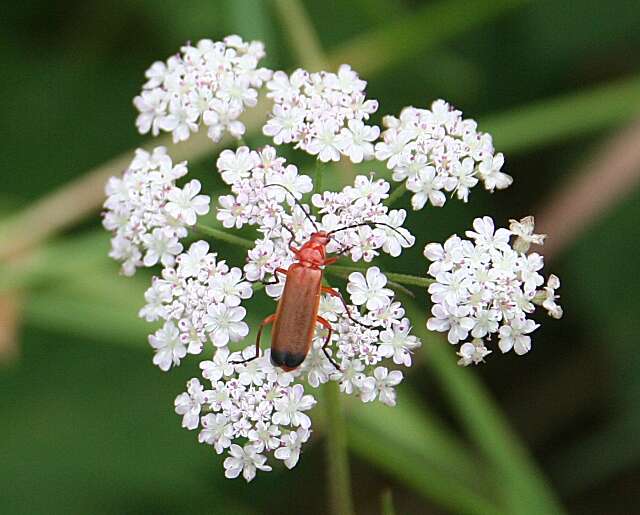 Torilis japonica (Houtt.) DC. resmi