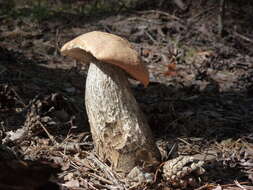 Image of Leccinum versipelle (Fr. & Hök) Snell 1944