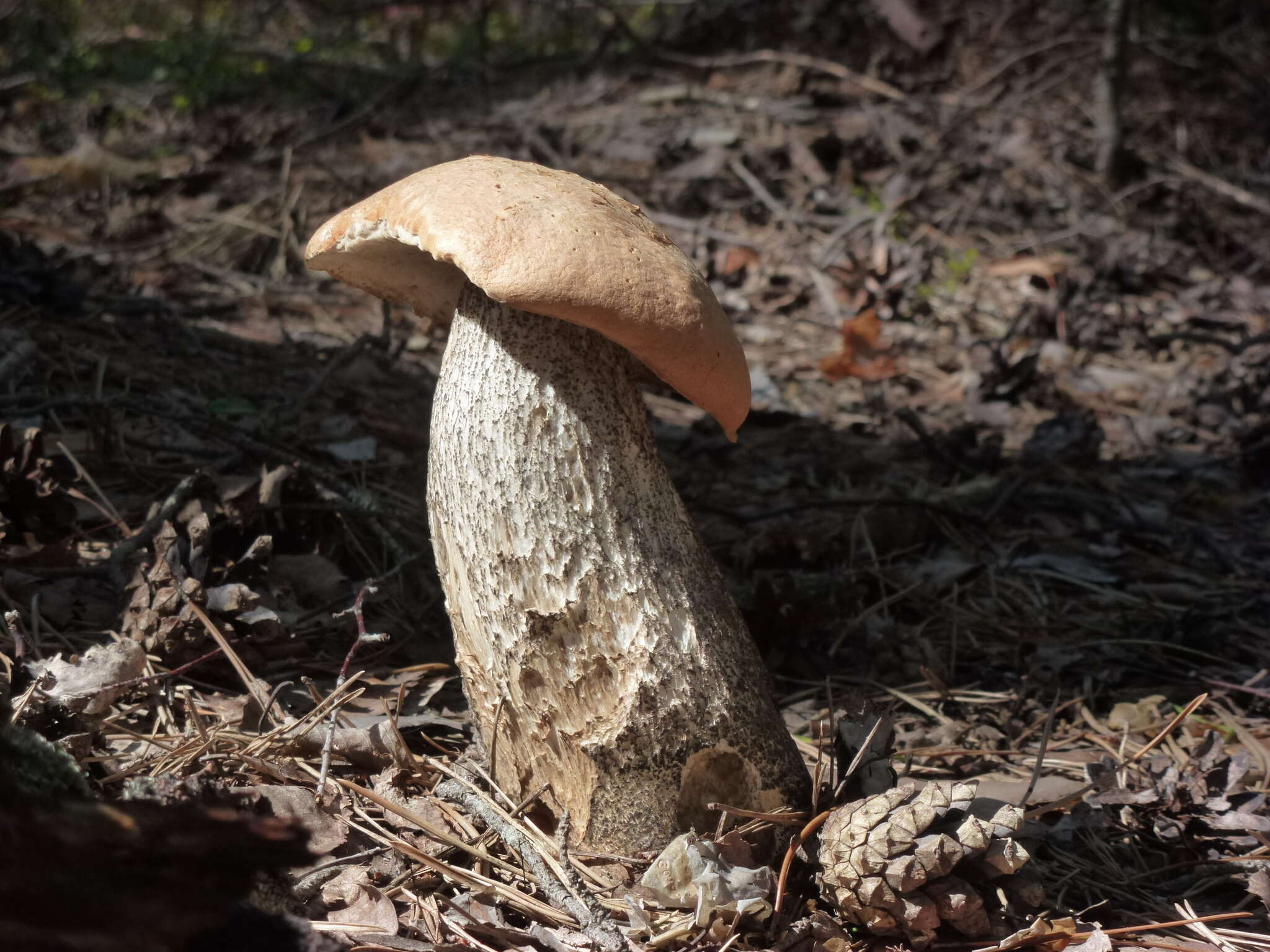 Image of Leccinum versipelle (Fr. & Hök) Snell 1944