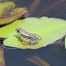 Image of Mink Frog