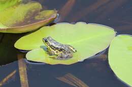 Image of Mink Frog