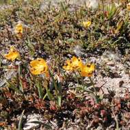 Image de Ornithogalum maculatum Jacq.