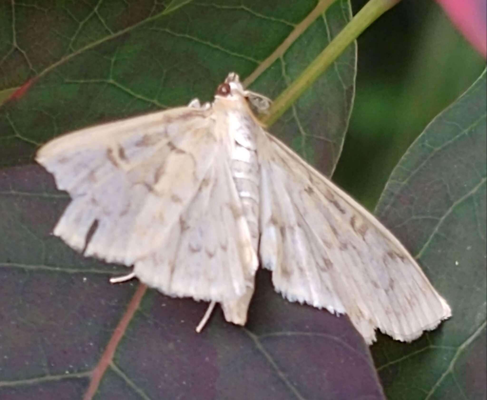 Image of Herpetogramma aquilonalis