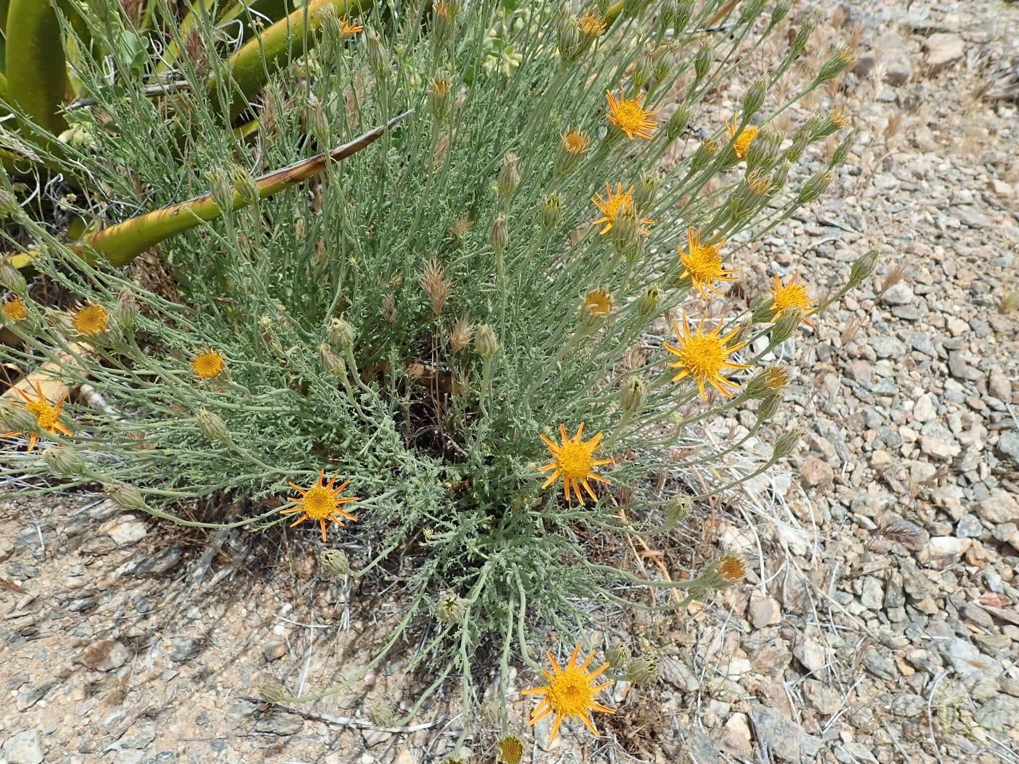 Image of Cooper's dogweed